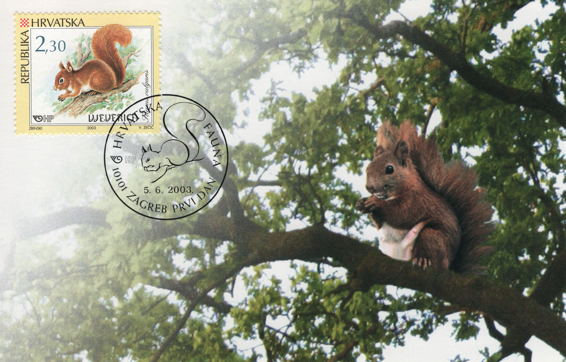 Sciurus