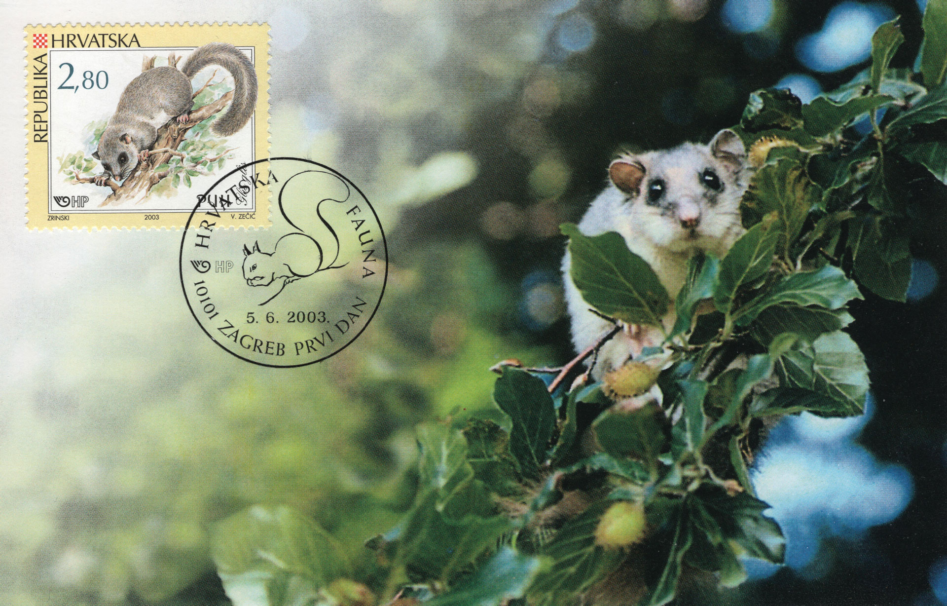 Glis