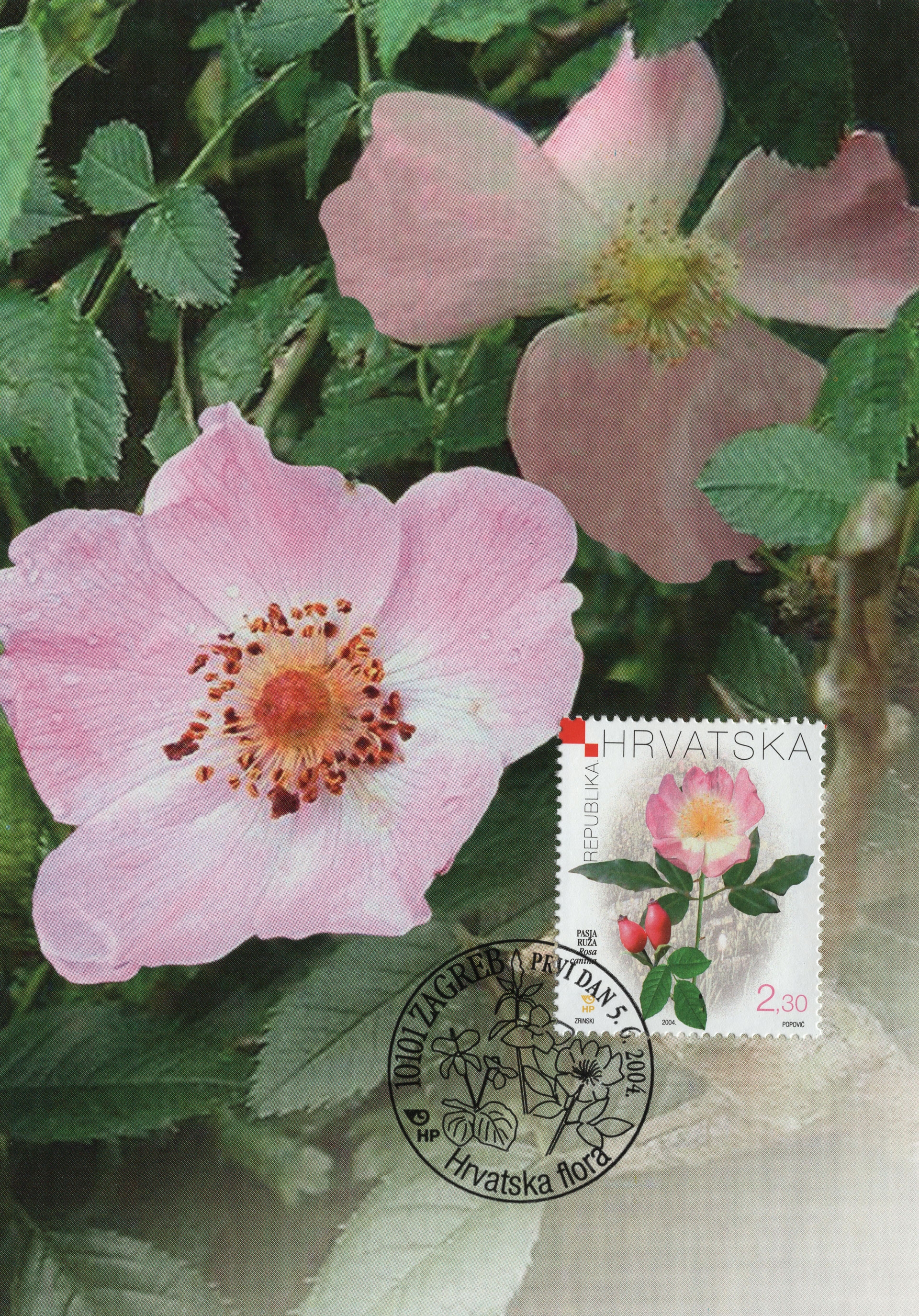 Rosa