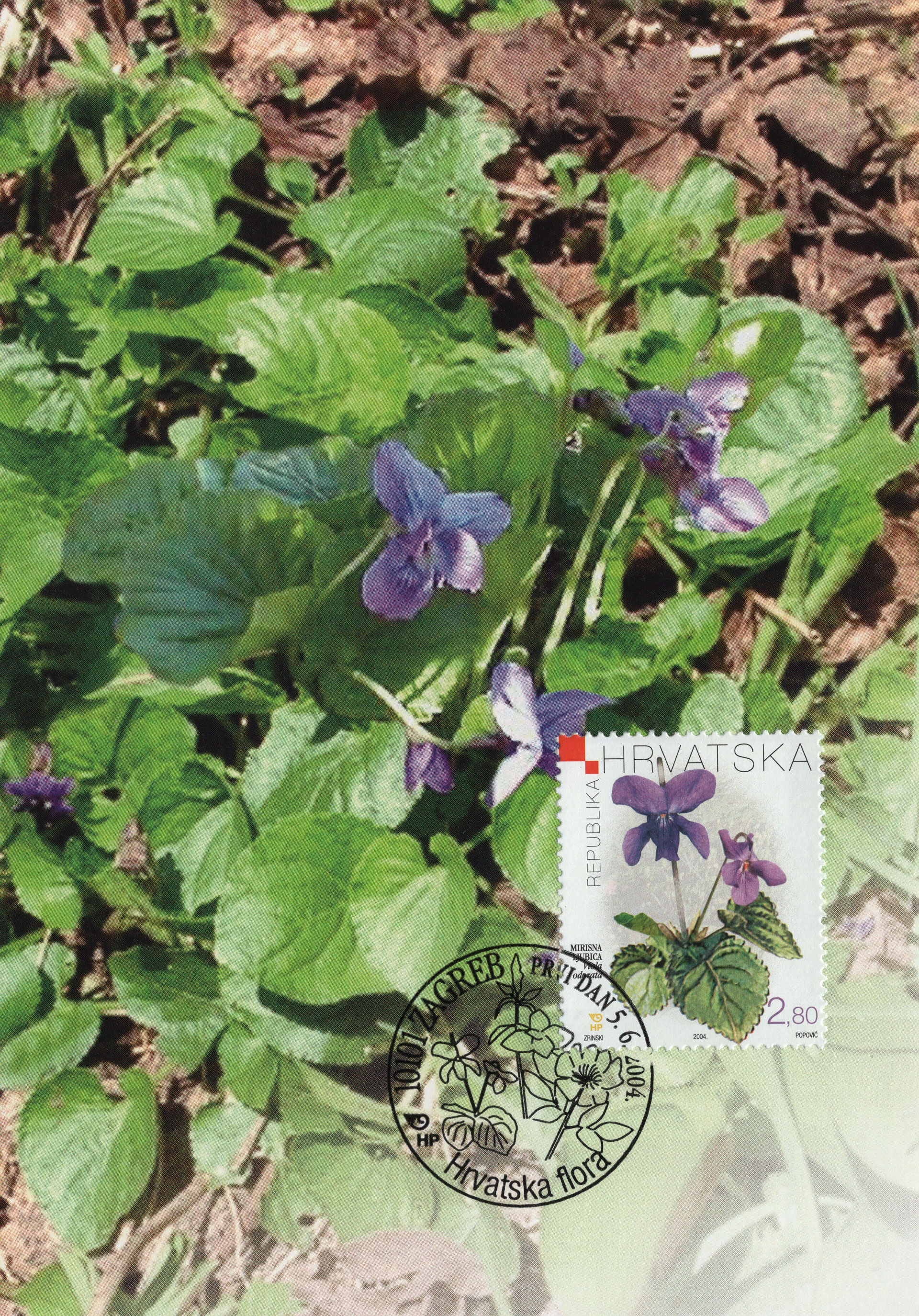 Viola