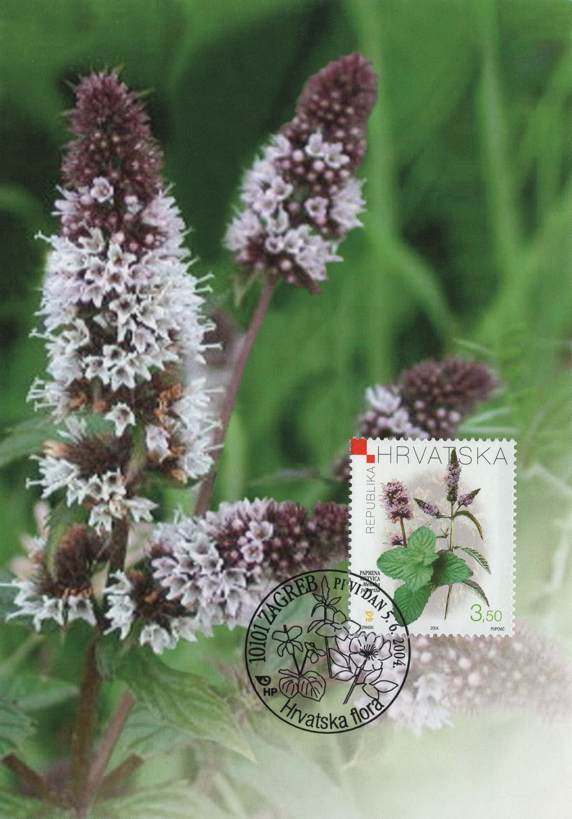 Mentha