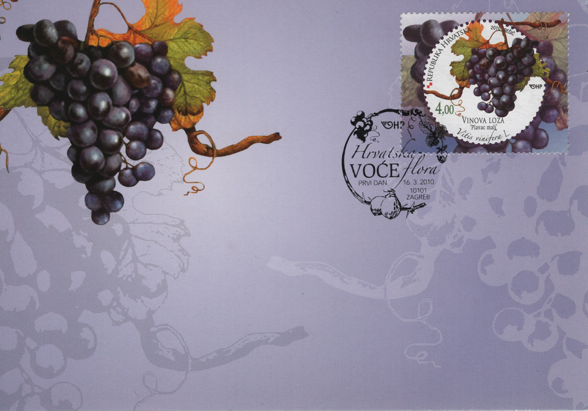 Vitis