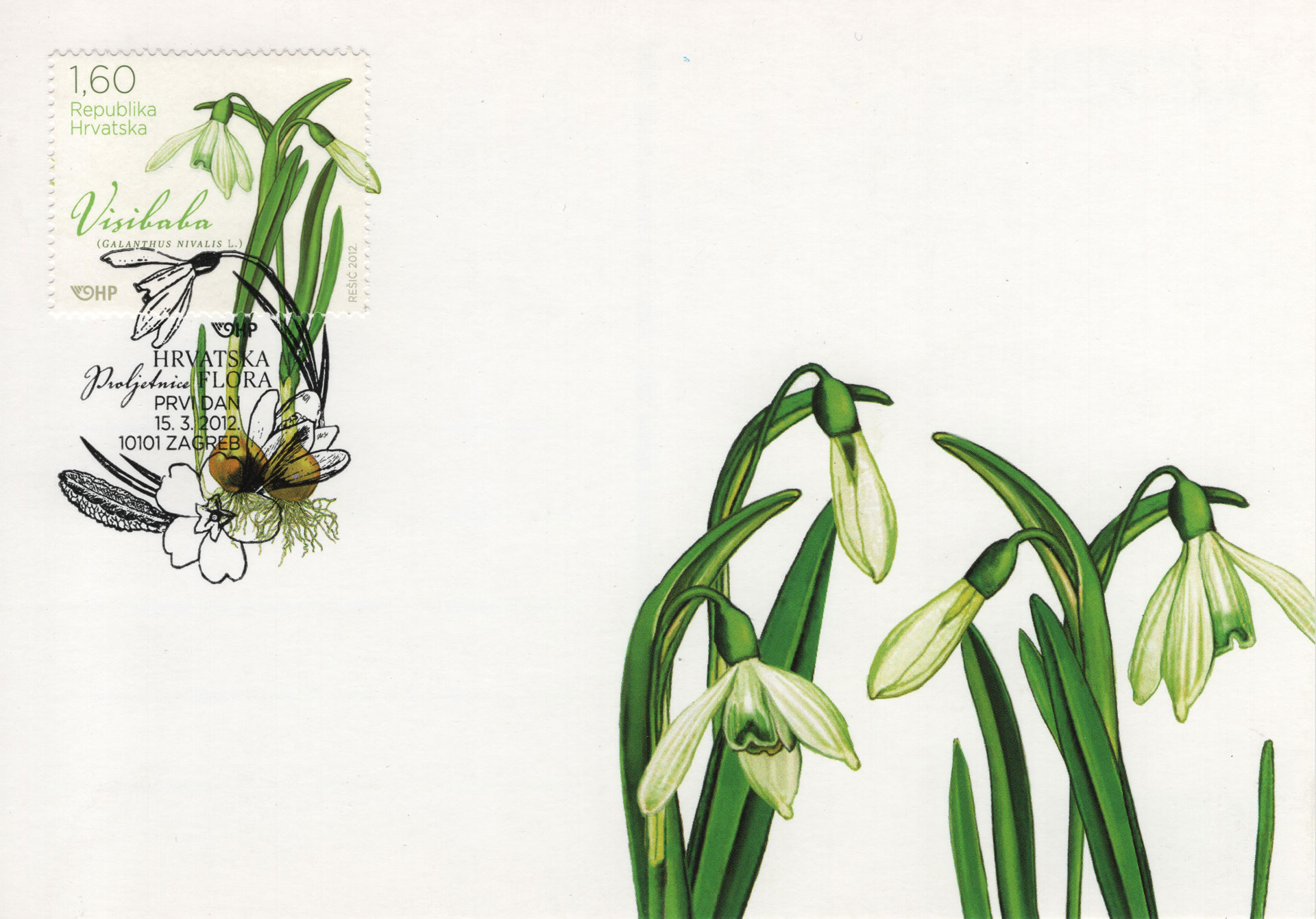 Galanthus
