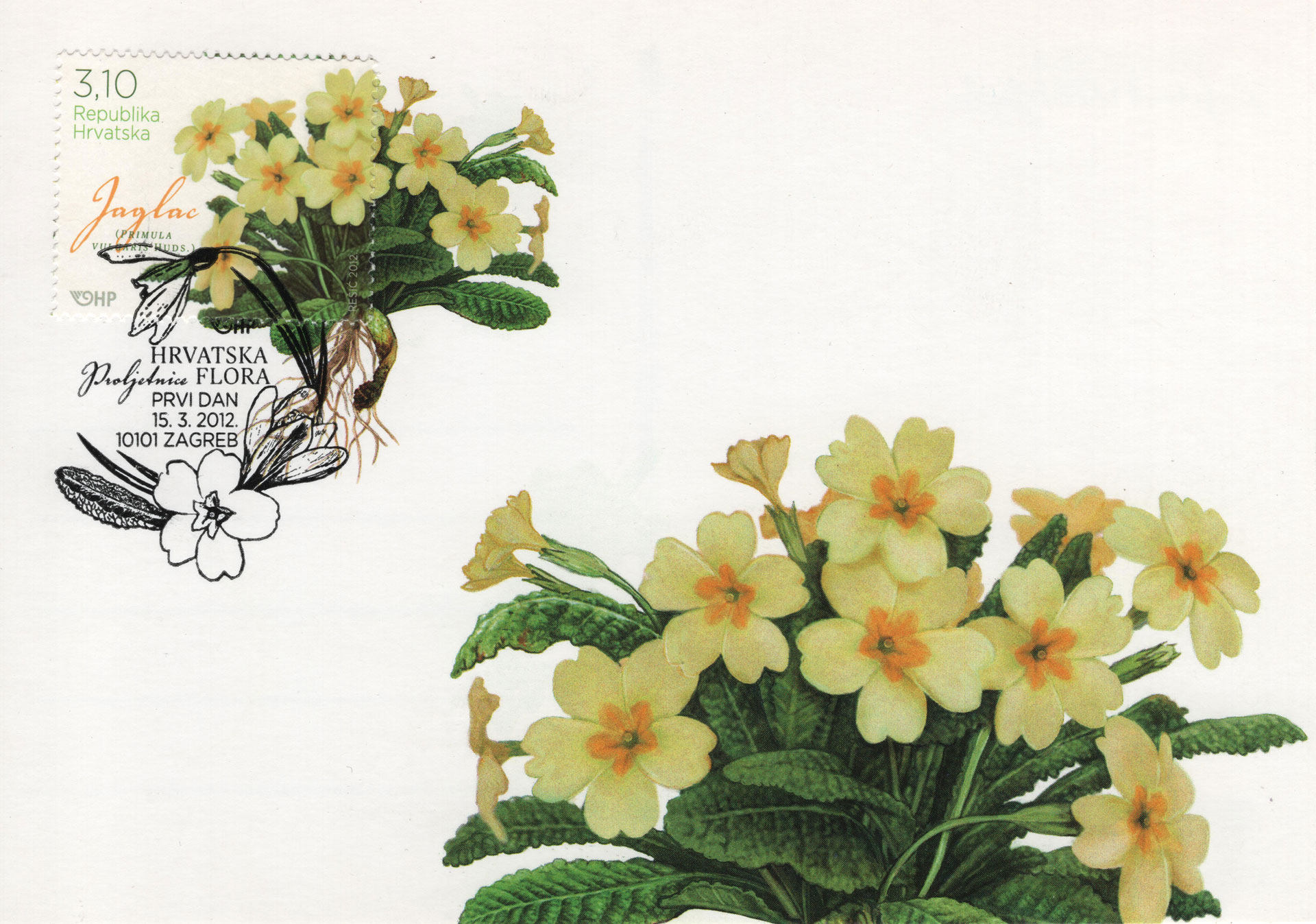 Primula