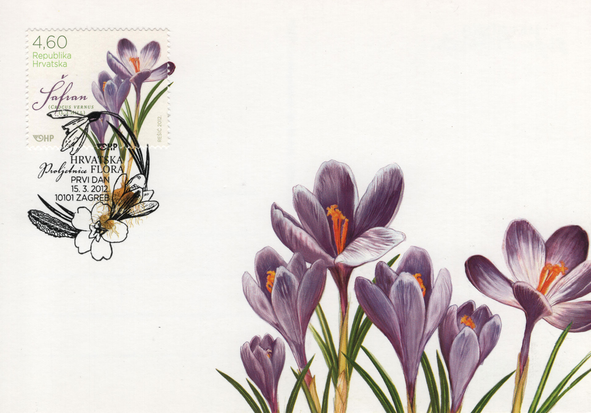 Crocus