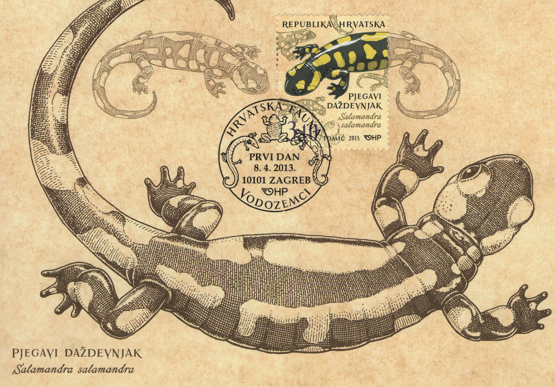 Salamandra
