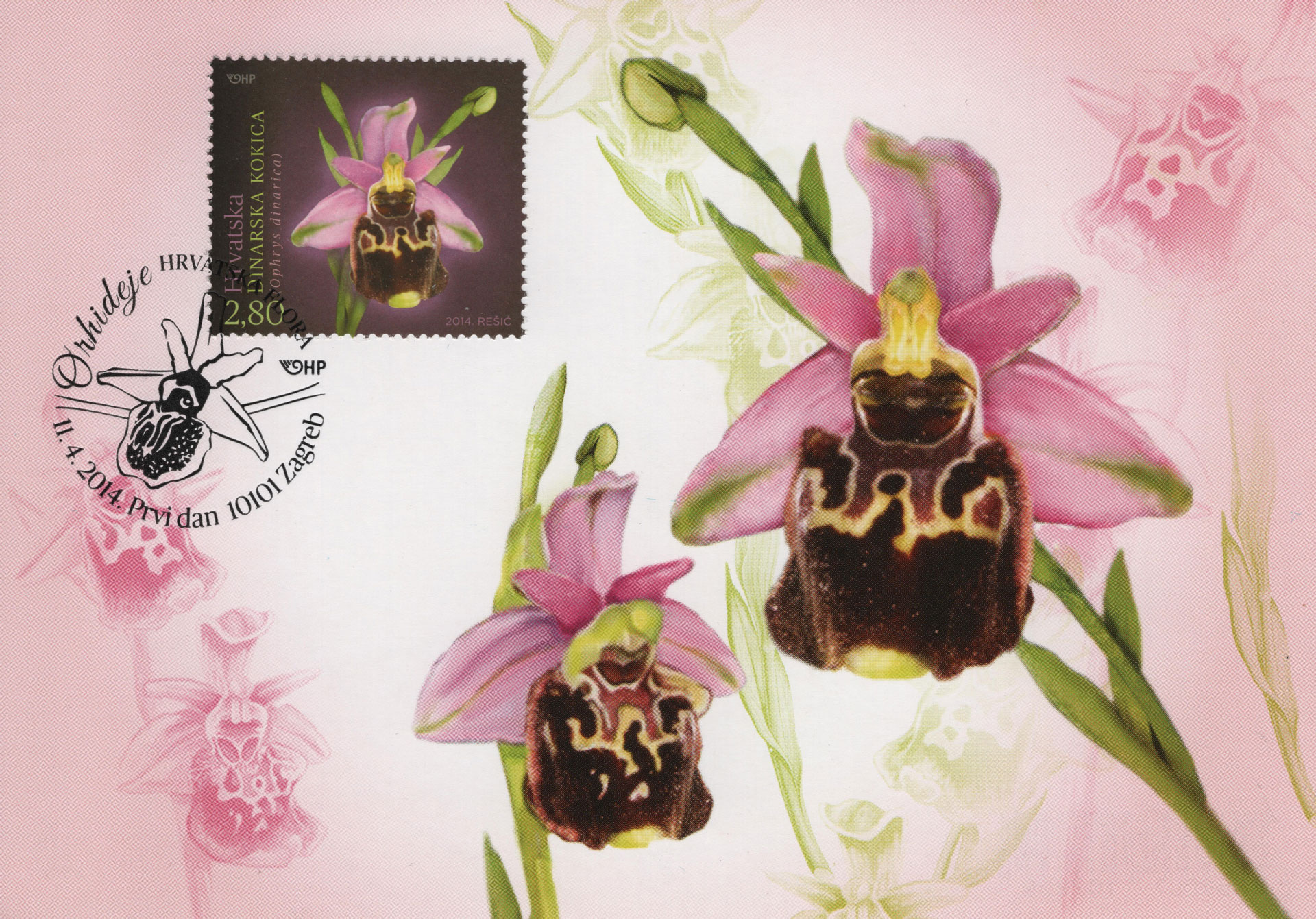 Ophrys