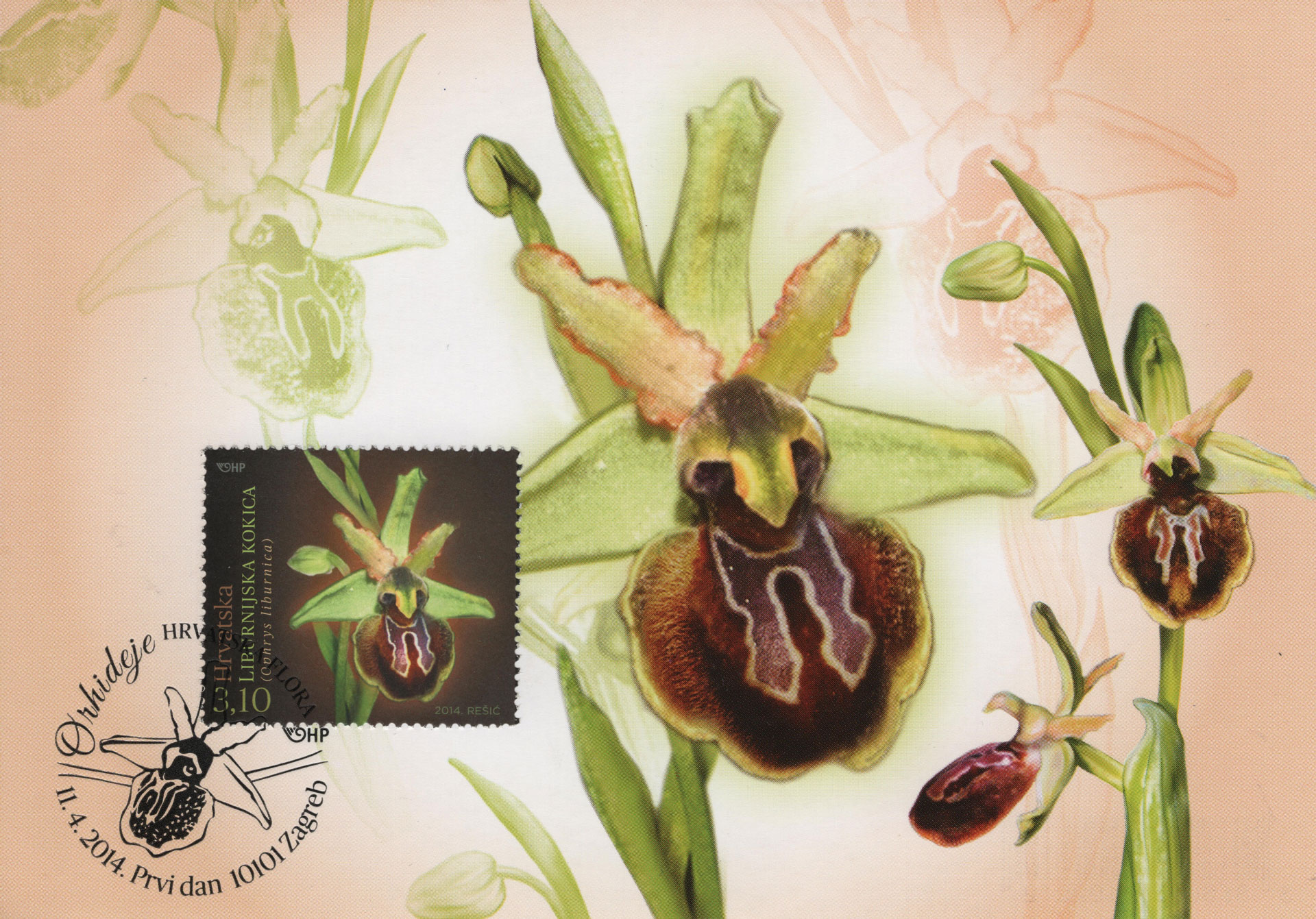 Ophrys