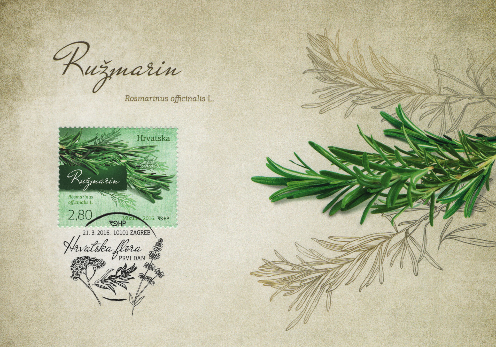 Rosmarinus