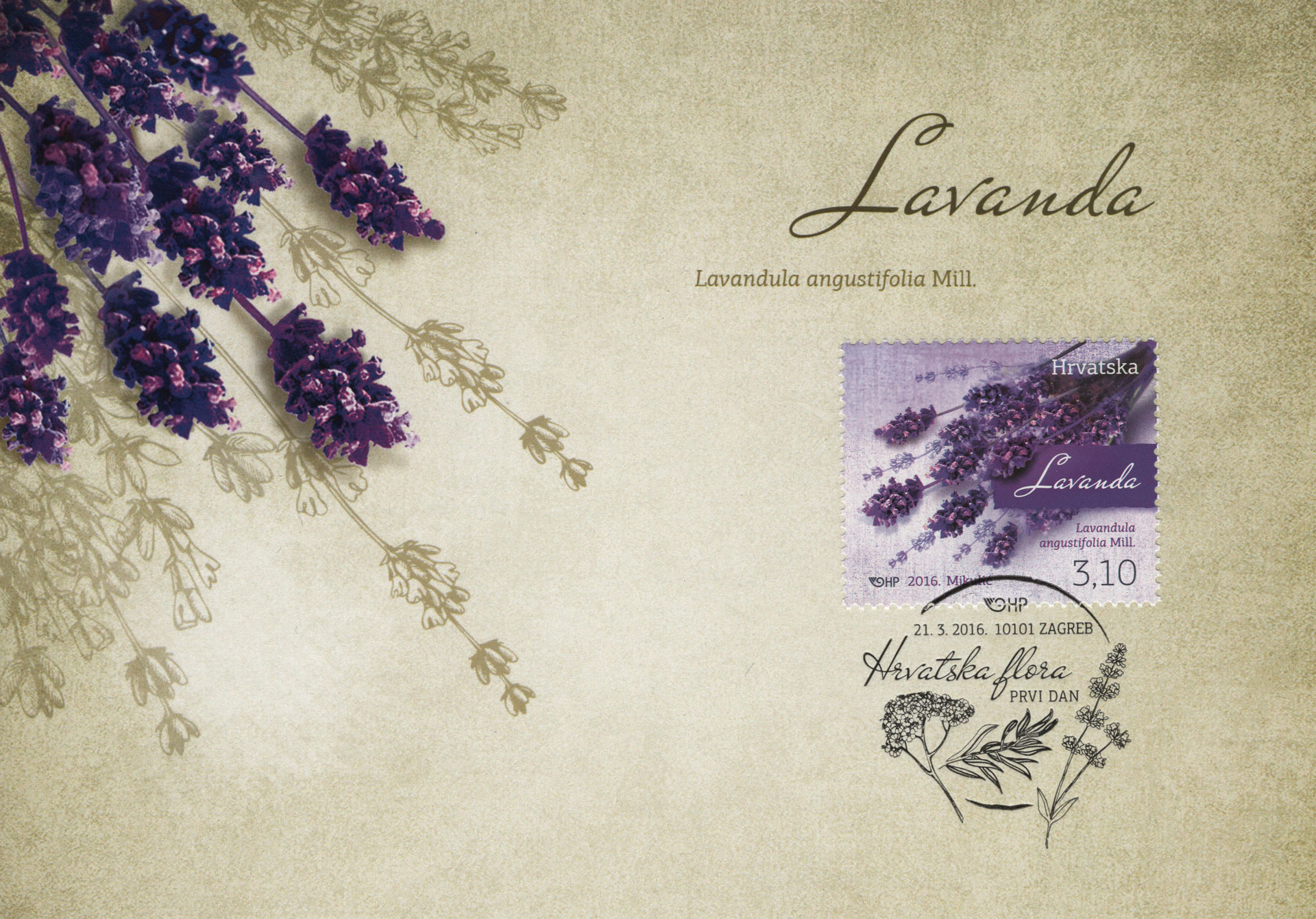Lavandula