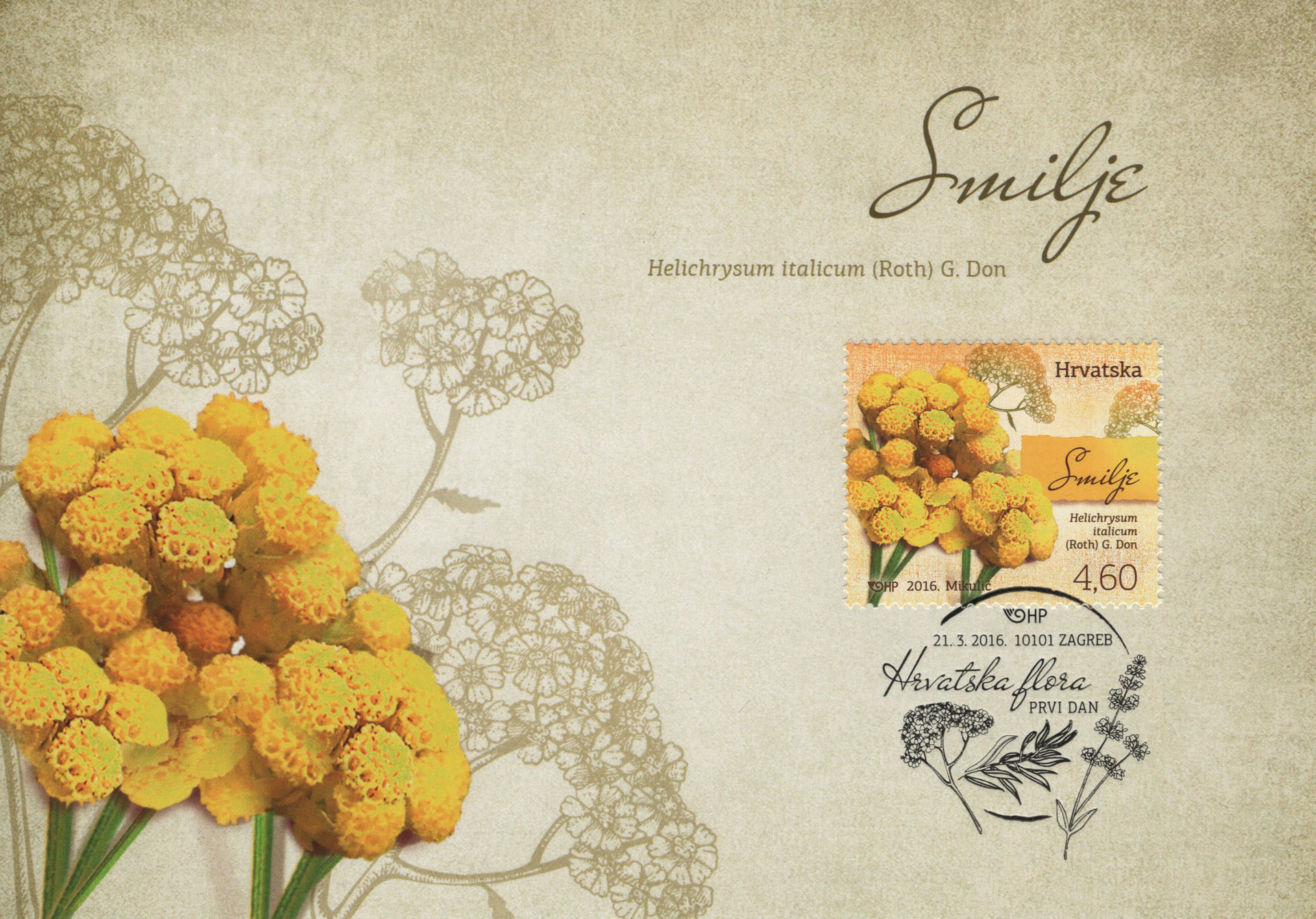 Helichrysum