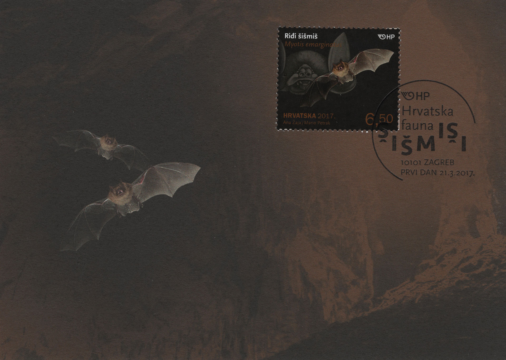 Myotis