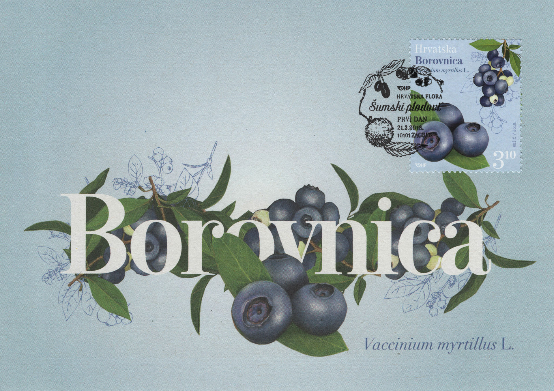 Vaccinium