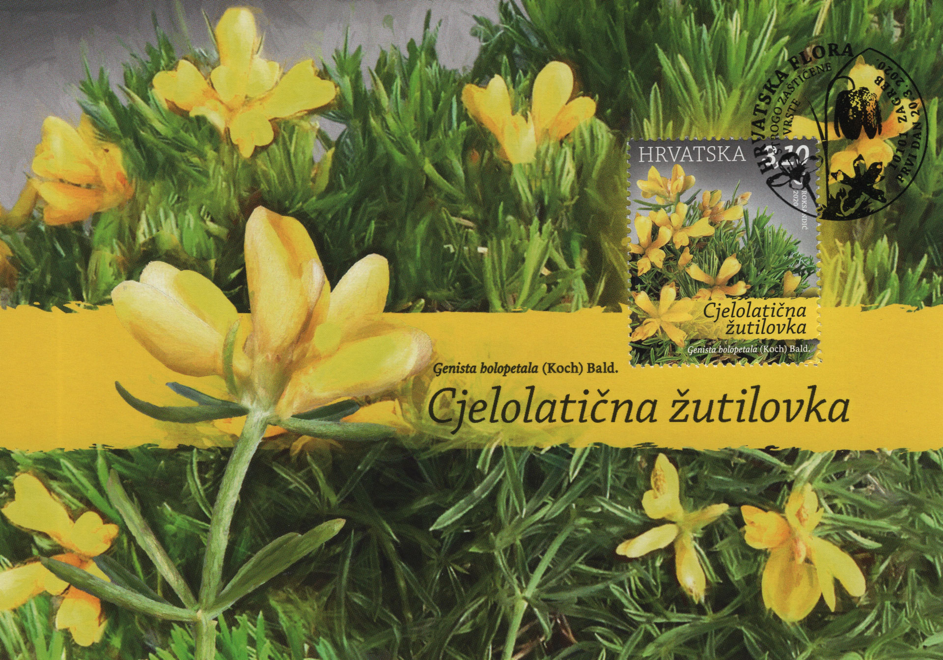 Genista