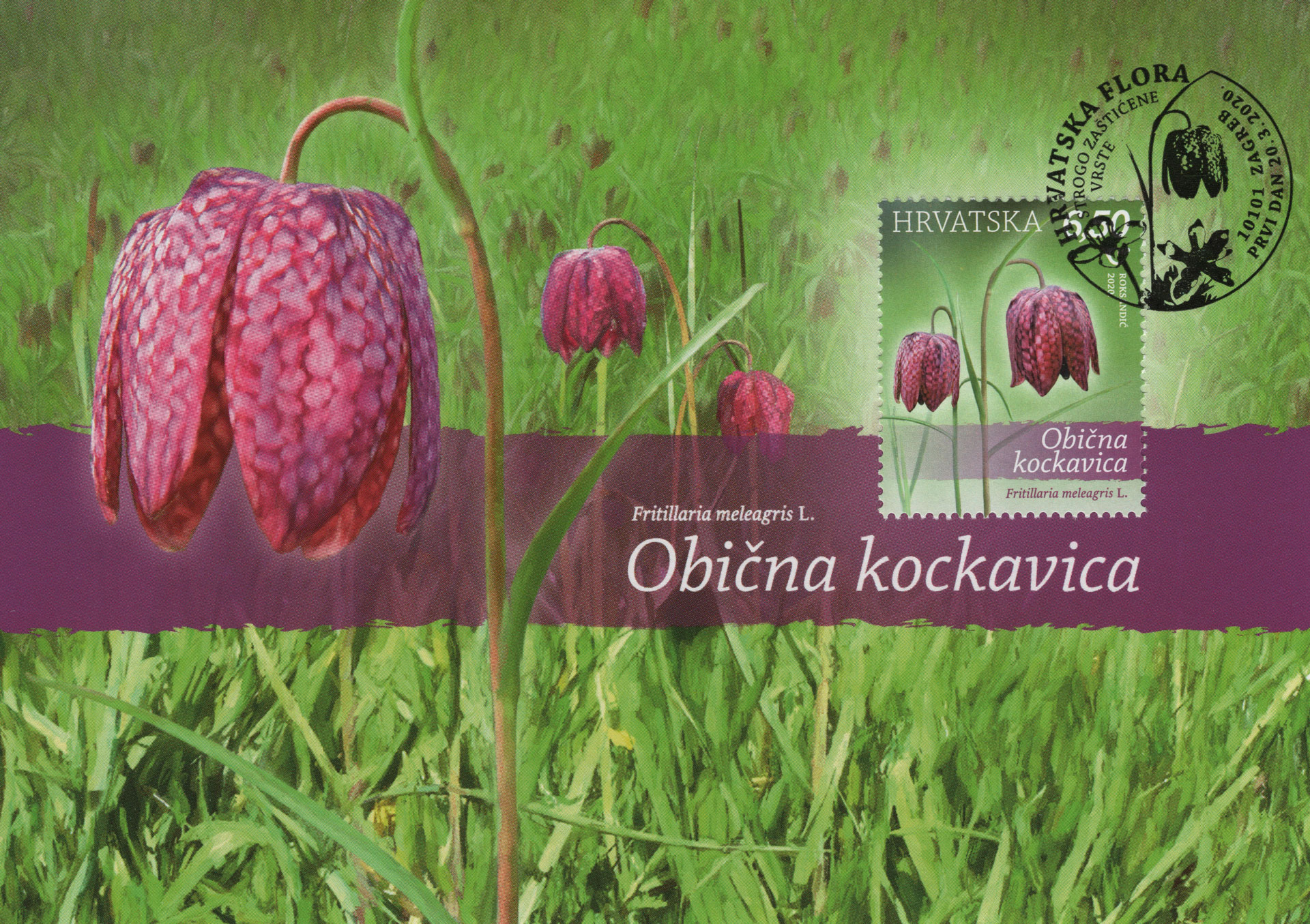 Fritillaria
