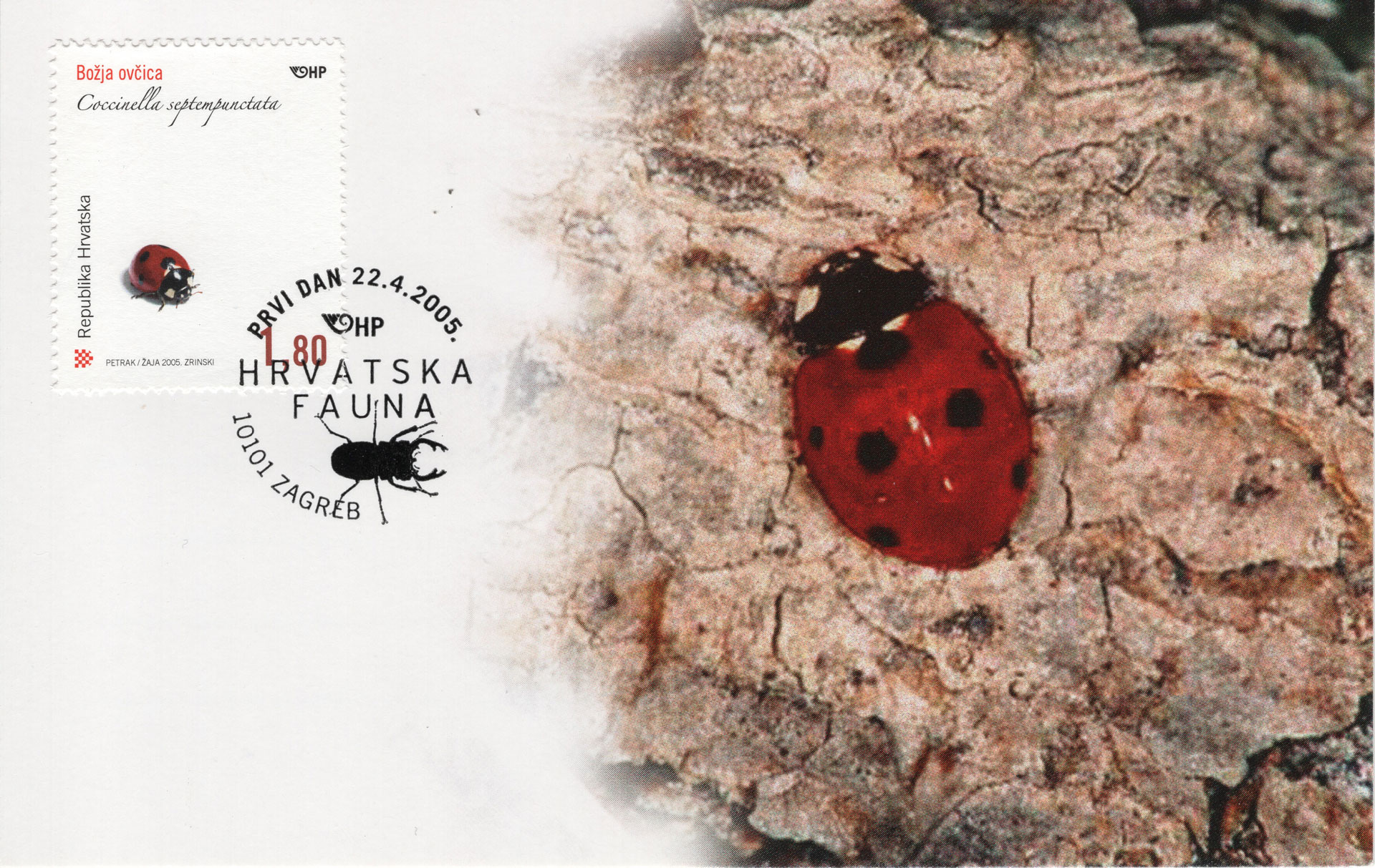 Coccinella