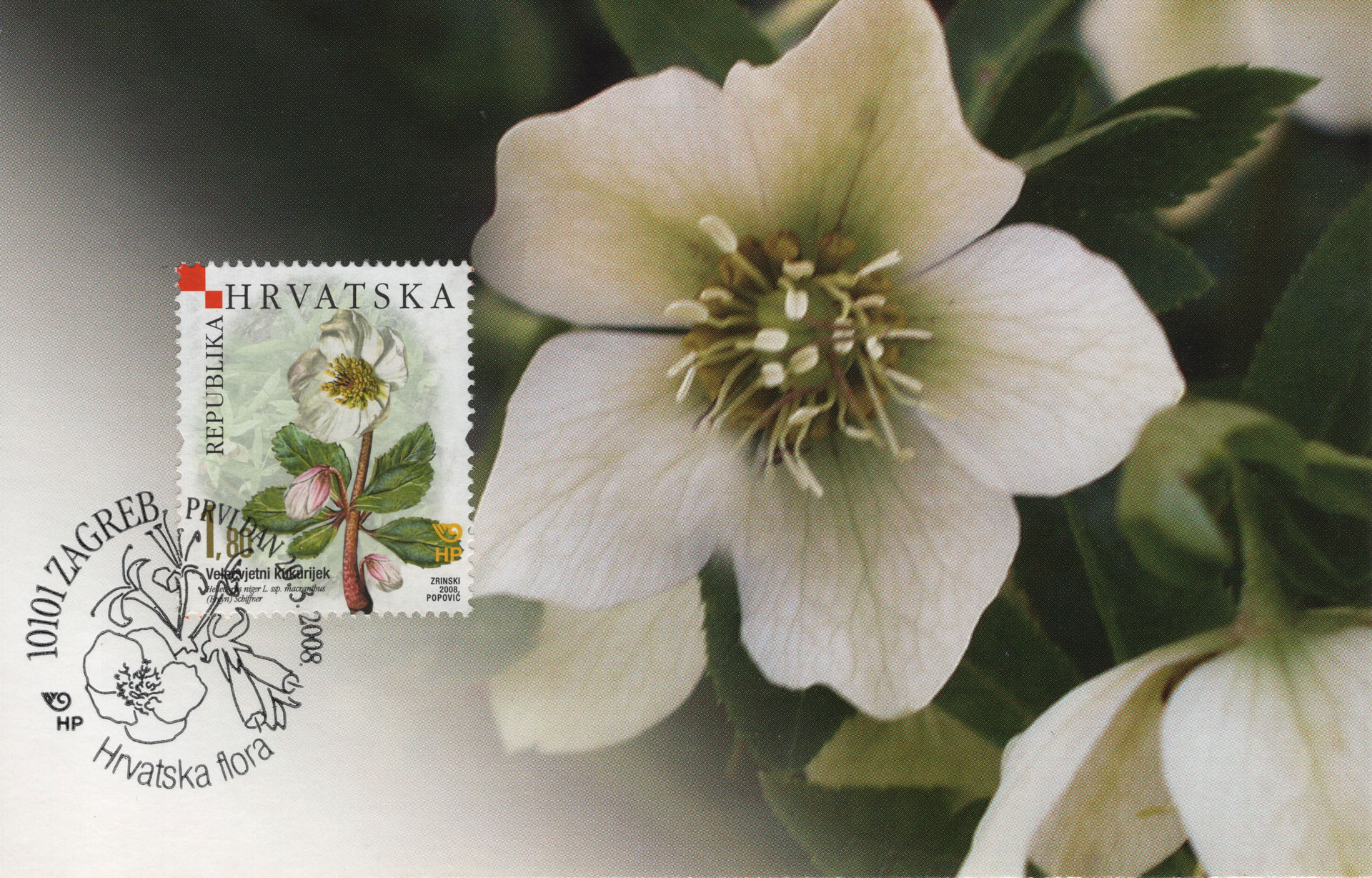 Helleborus
