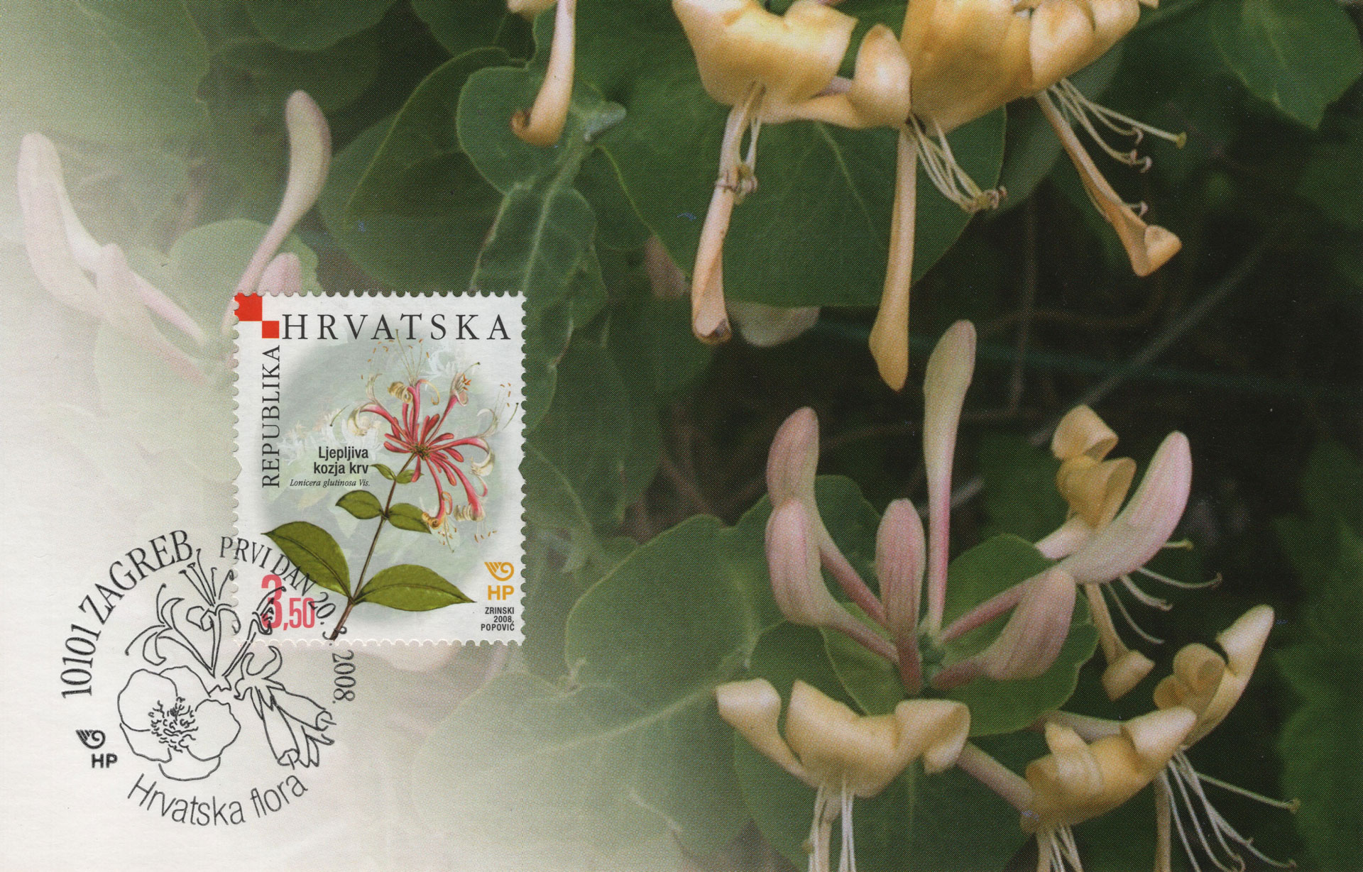 Lonicera