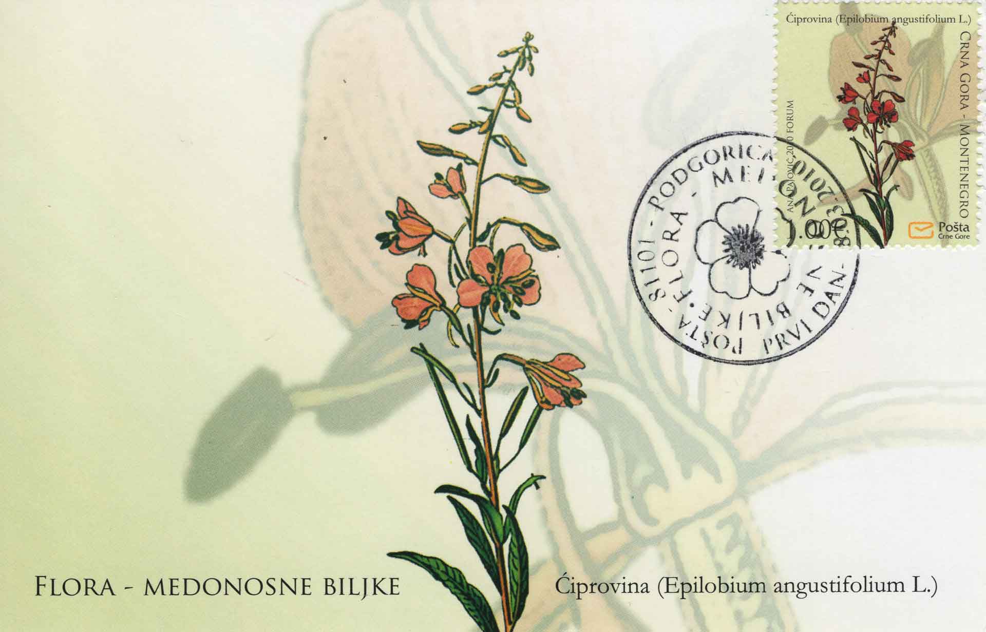 Epilobium