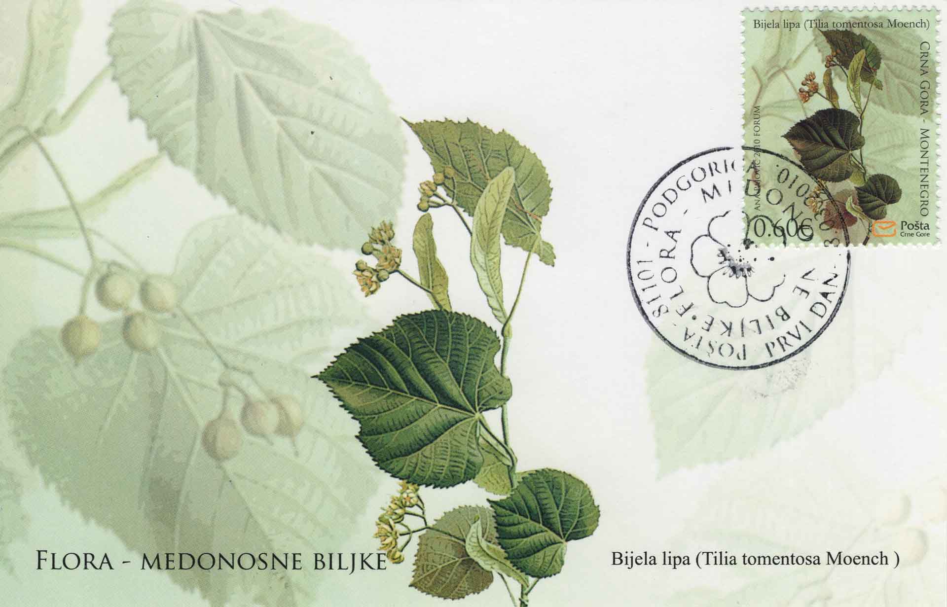 Tilia