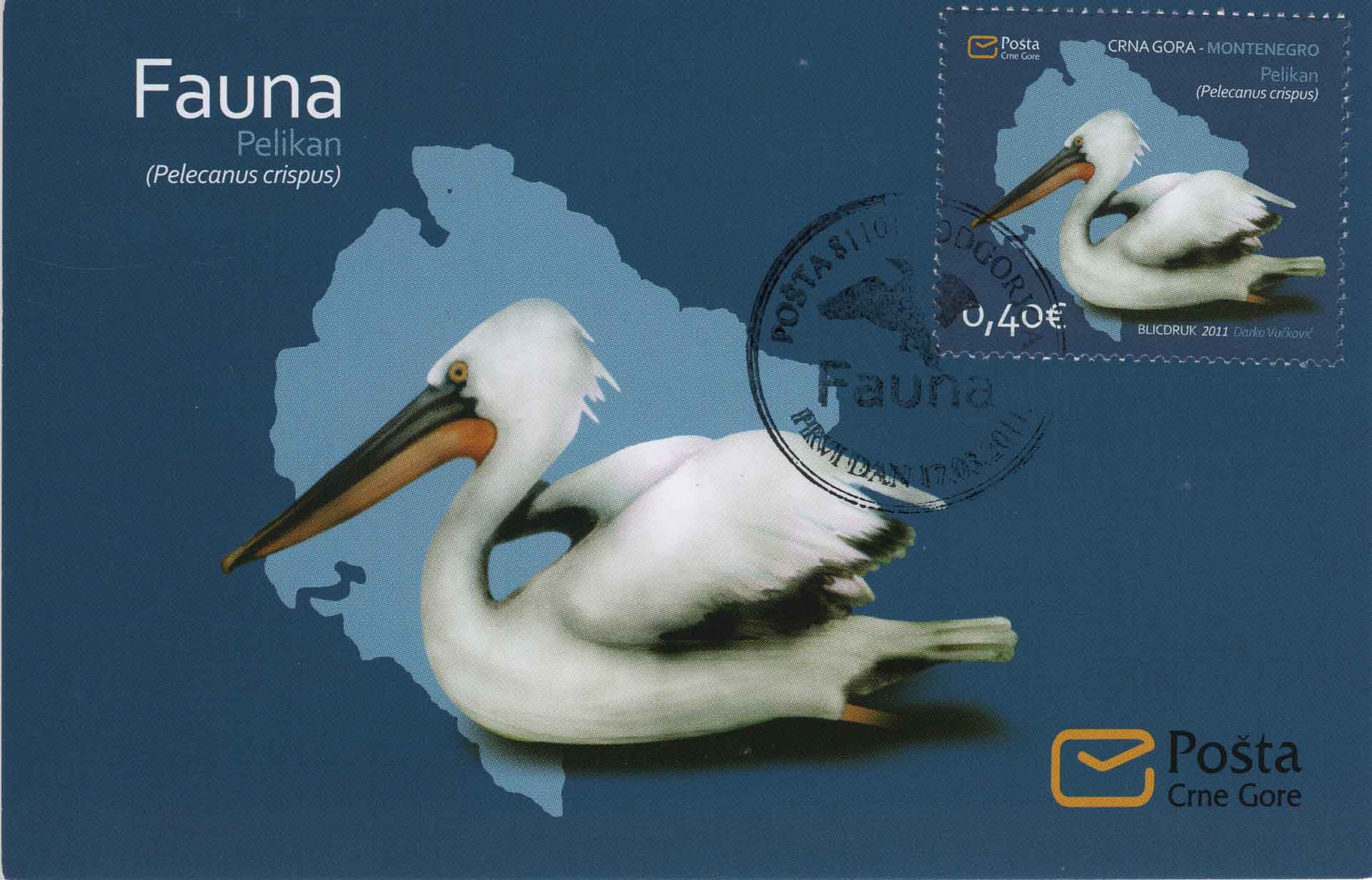 Pelecanus