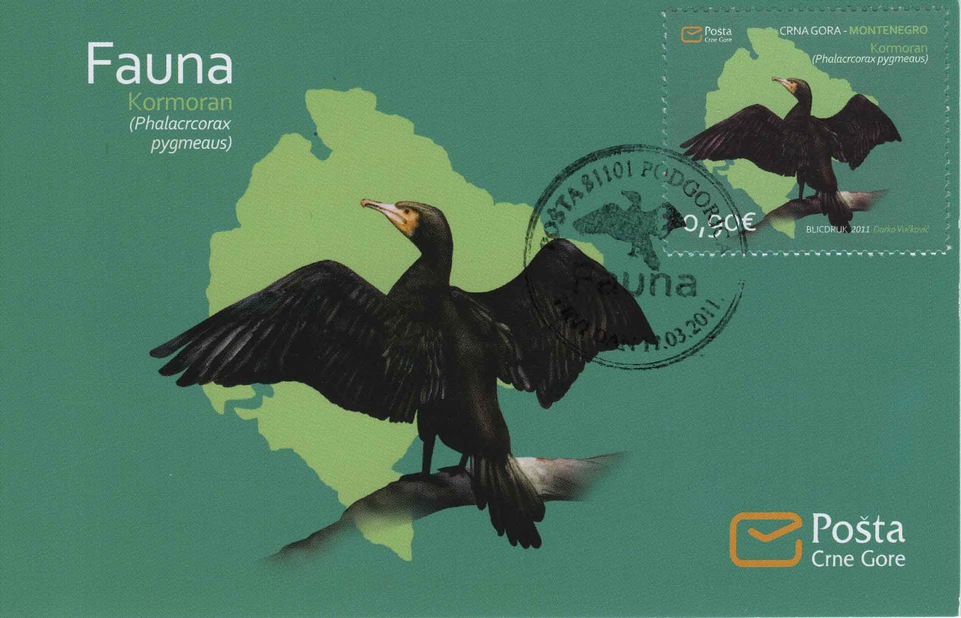 Phalacrcorax