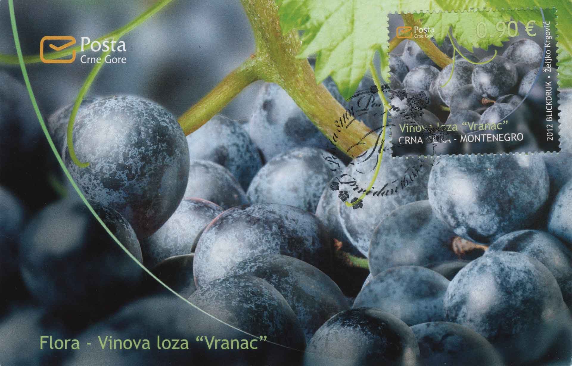 Vitis